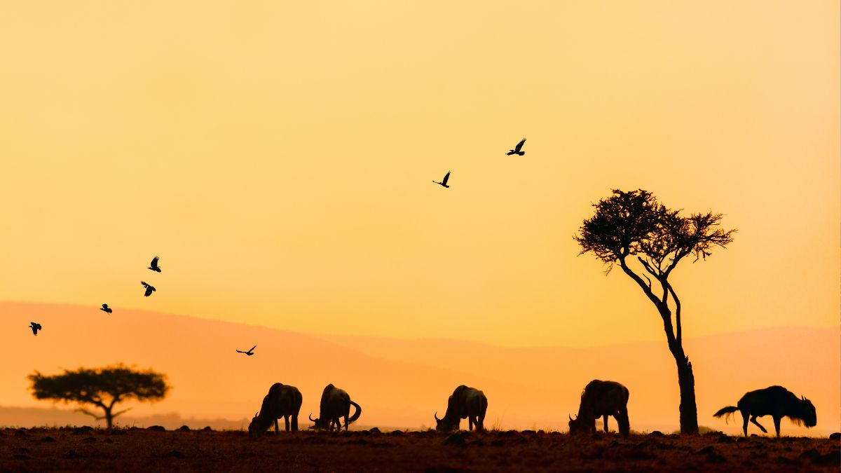 Los parques nacionales de África indispensables para un safari